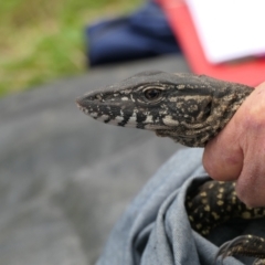 Varanus rosenbergi at Namadgi National Park - suppressed