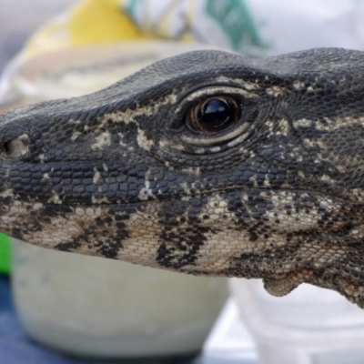 Varanus rosenbergi (Heath or Rosenberg's Monitor) at Booth, ACT - 21 Oct 2020 by DonFletcher