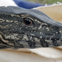 Varanus rosenbergi at Namadgi National Park - suppressed