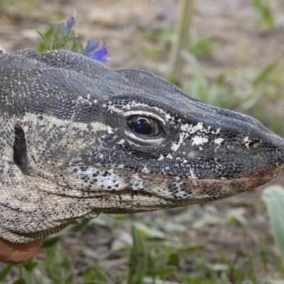 Varanus rosenbergi (Heath or Rosenberg's Monitor) at Booth, ACT - 30 Nov 2018 by DonFletcher