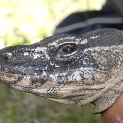 Varanus rosenbergi at Namadgi National Park - 30 Nov 2018