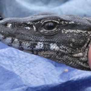 Varanus rosenbergi at Namadgi National Park - 21 Oct 2020