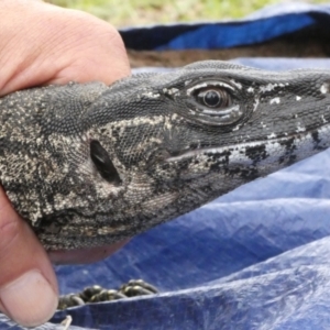 Varanus rosenbergi at Namadgi National Park - suppressed