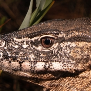 Varanus rosenbergi at Test Map with David - 11 Dec 2022