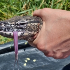 Varanus rosenbergi at Test Map with David - 11 Dec 2022