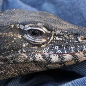 Varanus rosenbergi at Mount Ainslie - 22 Jan 2023