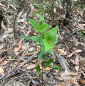 Platylobium montanum subsp. montanum at Burrinjuck Nature Reserve - 7 Jan 2024 01:32 PM