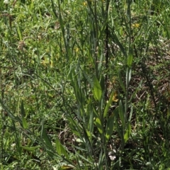 Senecio gunnii (Mountains Fireweed) at Gibraltar Pines - 6 Jan 2024 by RAllen