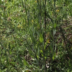 Senecio gunnii at Gibraltar Pines - 6 Jan 2024