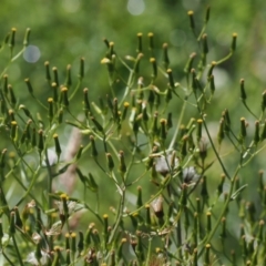 Senecio gunnii at Gibraltar Pines - 6 Jan 2024