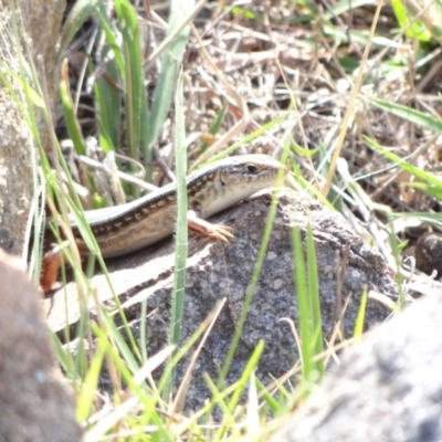 Ctenotus robustus (Robust Striped-skink) at Denman Prospect, ACT - 8 Mar 2016 by Miranda