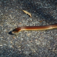 Austrelaps ramsayi (Highlands Copperhead) at Tidbinbilla Nature Reserve - 23 Dec 2010 by Miranda