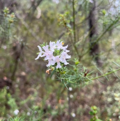 Westringia eremicola (Slender Western Rosemary) at Burrinjuck Nature Reserve - 7 Jan 2024 by SonyaDuus