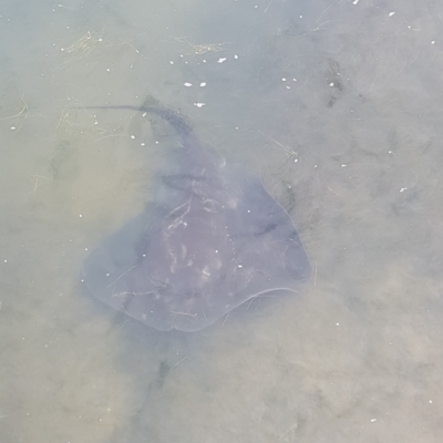 Unidentified Shark / Ray at Rhyll, VIC - 3 Jan 2024 by HappyWanderer