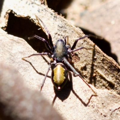 Poecilipta sp. (genus) (Beautiful Ant Mimic Spider) at Aranda Bushland - 17 Sep 2023 by KorinneM