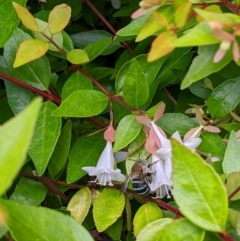 Amegilla sp. (genus) (Blue Banded Bee) at Sydney, NSW - 8 Jan 2024 by Paperbark native bees