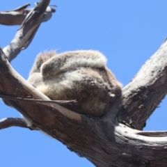 Phascolarctos cinereus (Koala) at Raymond Island, VIC - 31 Dec 2023 by HappyWanderer