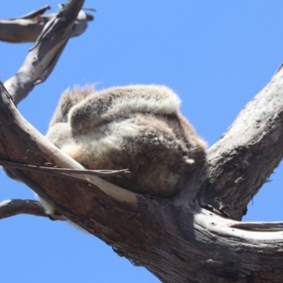 Phascolarctos cinereus (Koala) at Raymond Island, VIC - 31 Dec 2023 by HappyWanderer