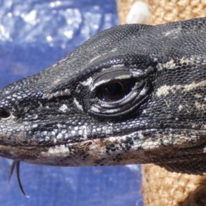 Varanus rosenbergi at Namadgi National Park - 6 Nov 2019