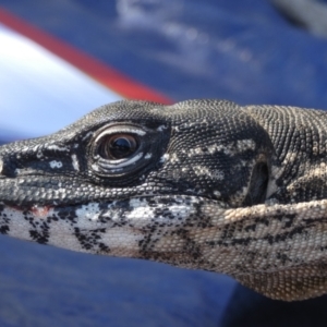 Varanus rosenbergi at Namadgi National Park - suppressed