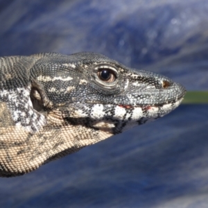 Varanus rosenbergi at Namadgi National Park - suppressed