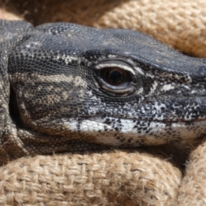 Varanus rosenbergi at Namadgi National Park - suppressed