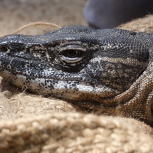 Varanus rosenbergi at Namadgi National Park - suppressed