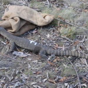 Varanus rosenbergi at Namadgi National Park - suppressed