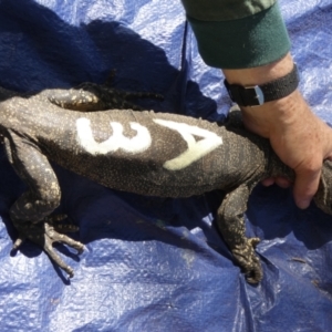 Varanus rosenbergi at Namadgi National Park - suppressed