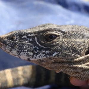 Varanus rosenbergi at Namadgi National Park - 9 Nov 2020