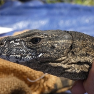 Varanus rosenbergi at Namadgi National Park - suppressed