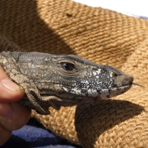 Varanus rosenbergi at Namadgi National Park - suppressed