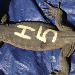 Varanus rosenbergi at Namadgi National Park - 9 Nov 2020