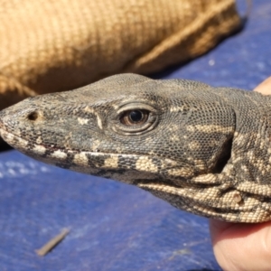 Varanus rosenbergi at Namadgi National Park - 9 Nov 2020