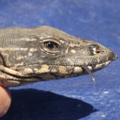 Varanus rosenbergi at Namadgi National Park - 9 Nov 2020