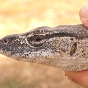 Varanus rosenbergi at Namadgi National Park - suppressed