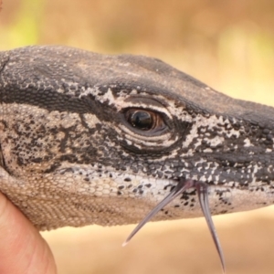 Varanus rosenbergi at Namadgi National Park - suppressed