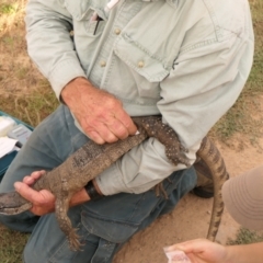 Varanus rosenbergi at Namadgi National Park - suppressed