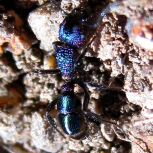 Rhytidoponera metallica at Red Hill Nature Reserve - 12 Jun 2010