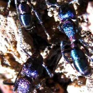 Rhytidoponera metallica at Red Hill Nature Reserve - 12 Jun 2010