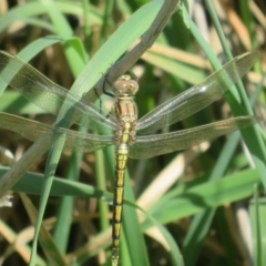 Orthetrum caledonicum (Blue Skimmer) at Jarramlee-West MacGregor Grasslands - 28 Dec 2023 by Christine