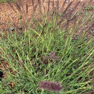 Tragus australianus at QPRC LGA - 8 Jan 2024