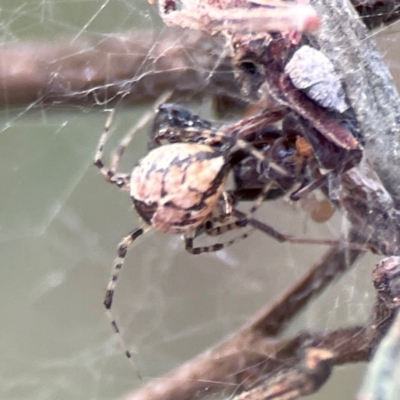 Cryptachaea veruculata (Diamondback comb-footed spider) at Mount Ainslie - 8 Jan 2024 by Hejor1