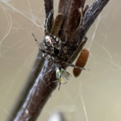 Cryptachaea veruculata at Mount Ainslie - 8 Jan 2024