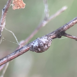 Dolophones sp. (genus) at Mount Ainslie - 8 Jan 2024