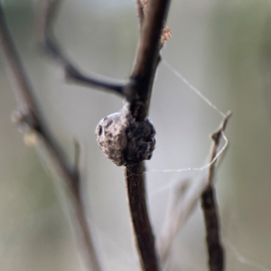 Dolophones sp. (genus) at Mount Ainslie - 8 Jan 2024