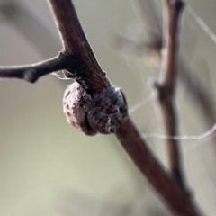 Dolophones sp. (genus) at Mount Ainslie - 8 Jan 2024