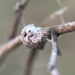 Dolophones sp. (genus) at Mount Ainslie - 8 Jan 2024