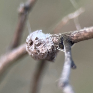 Dolophones sp. (genus) at Mount Ainslie - 8 Jan 2024