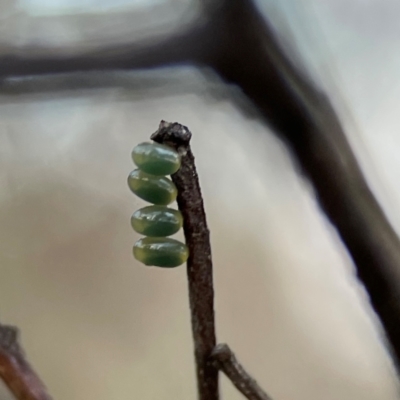 Coleoptera (order) immature at Campbell, ACT - 8 Jan 2024 by Hejor1